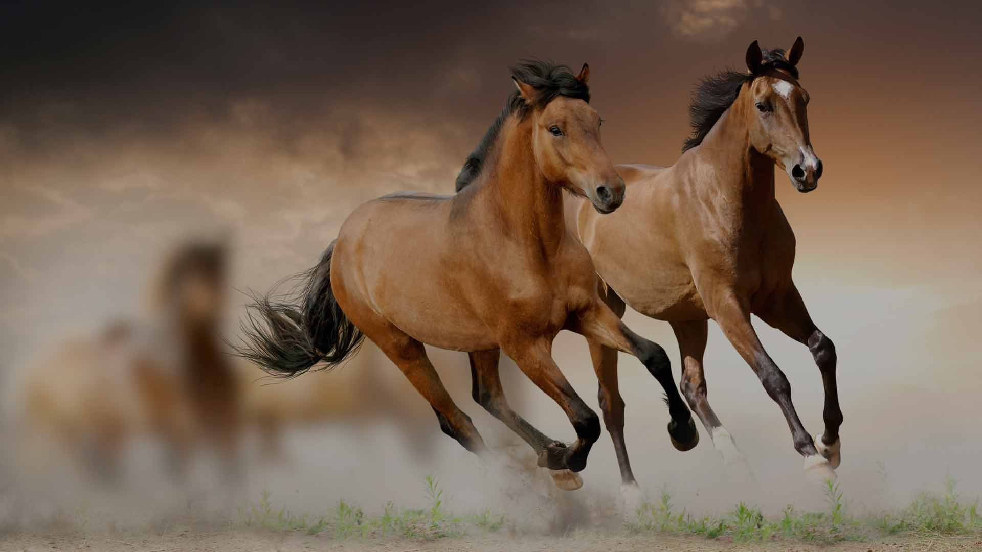 Animals